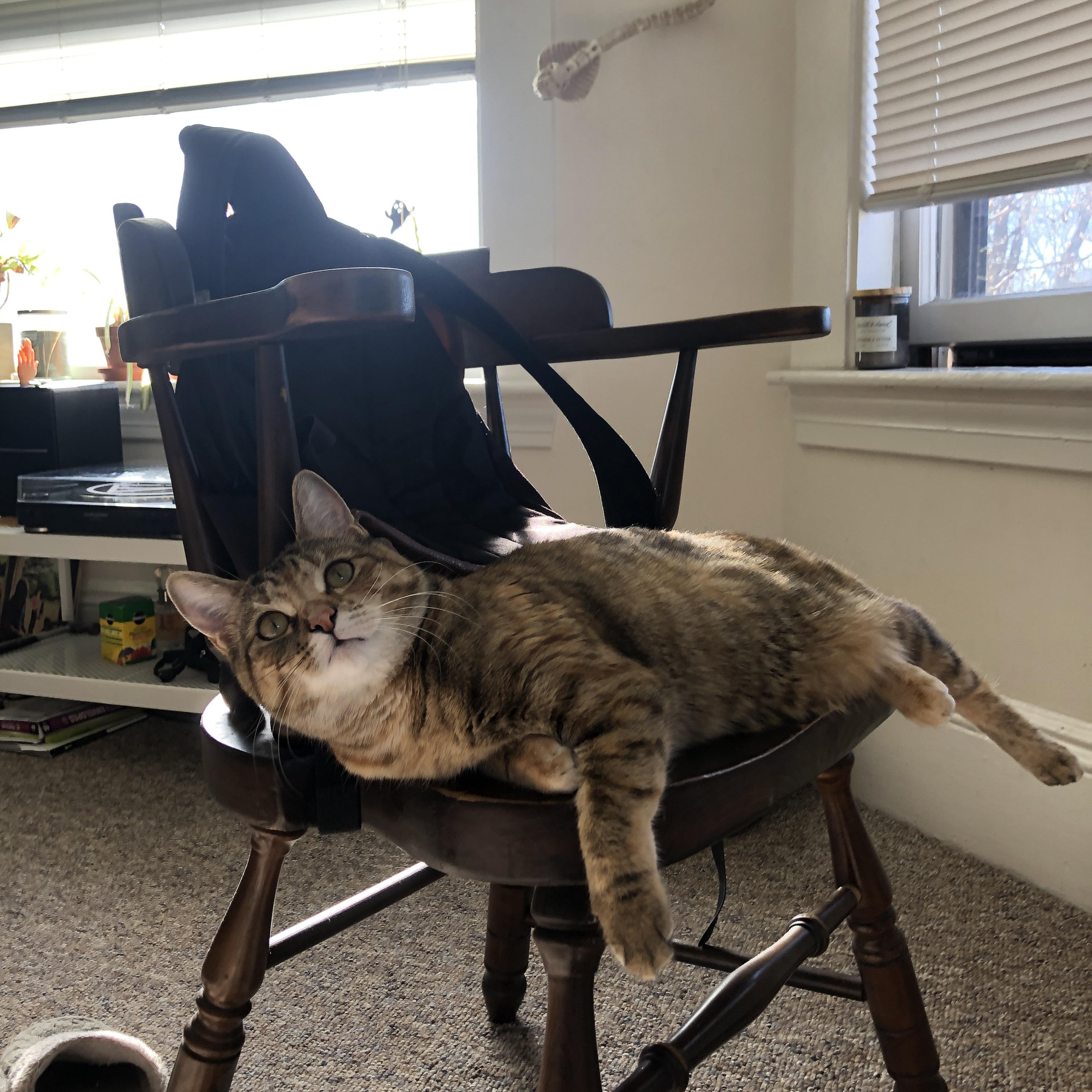 Jiuyou-NBA赛季盖帽王数据解读，nba盖帽王次数排名