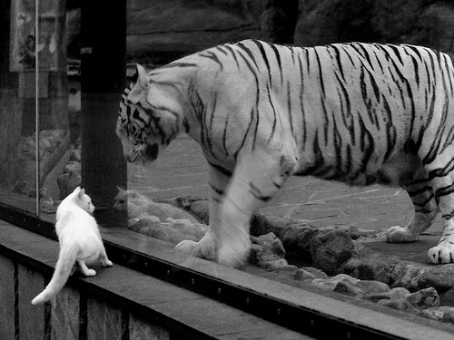 美职篮全明星赛哈登斩获MVP，哈登全明星新秀赛