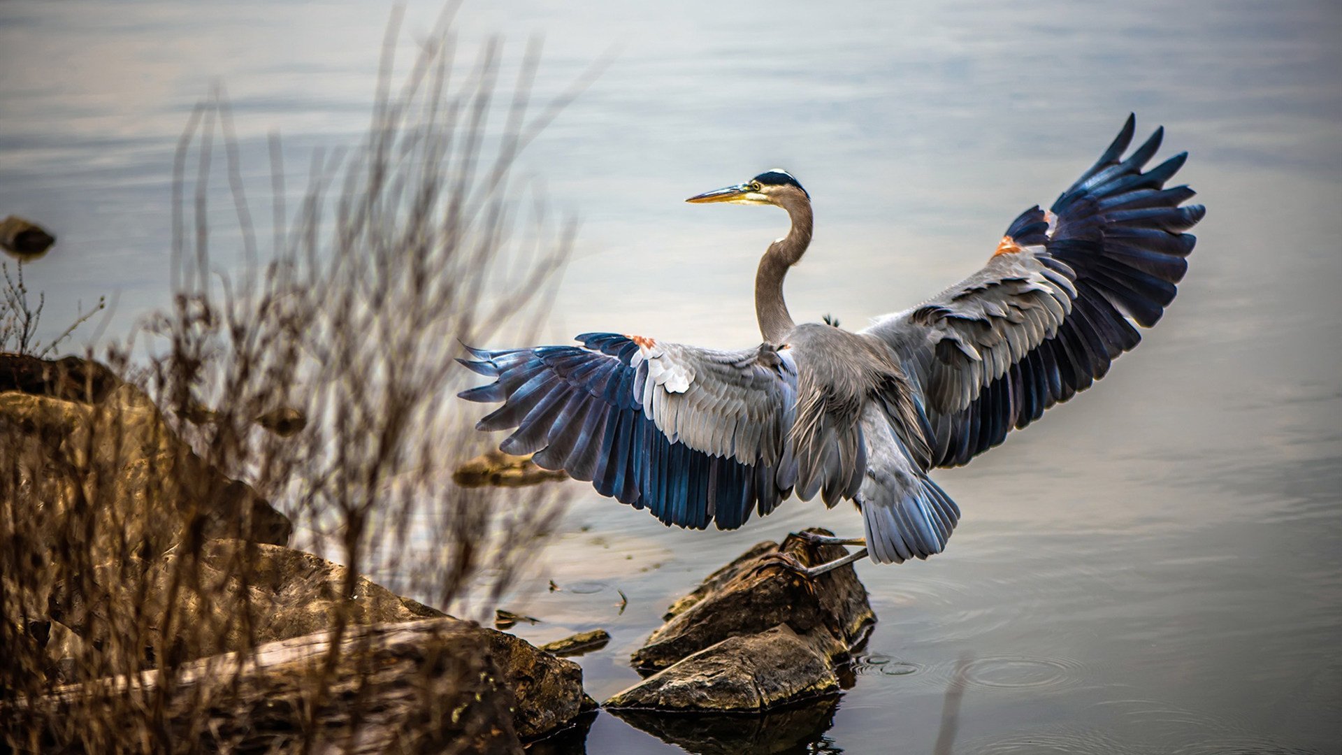 CBA多支球队加强后备力量 培养新秀,cba后卫球员排名