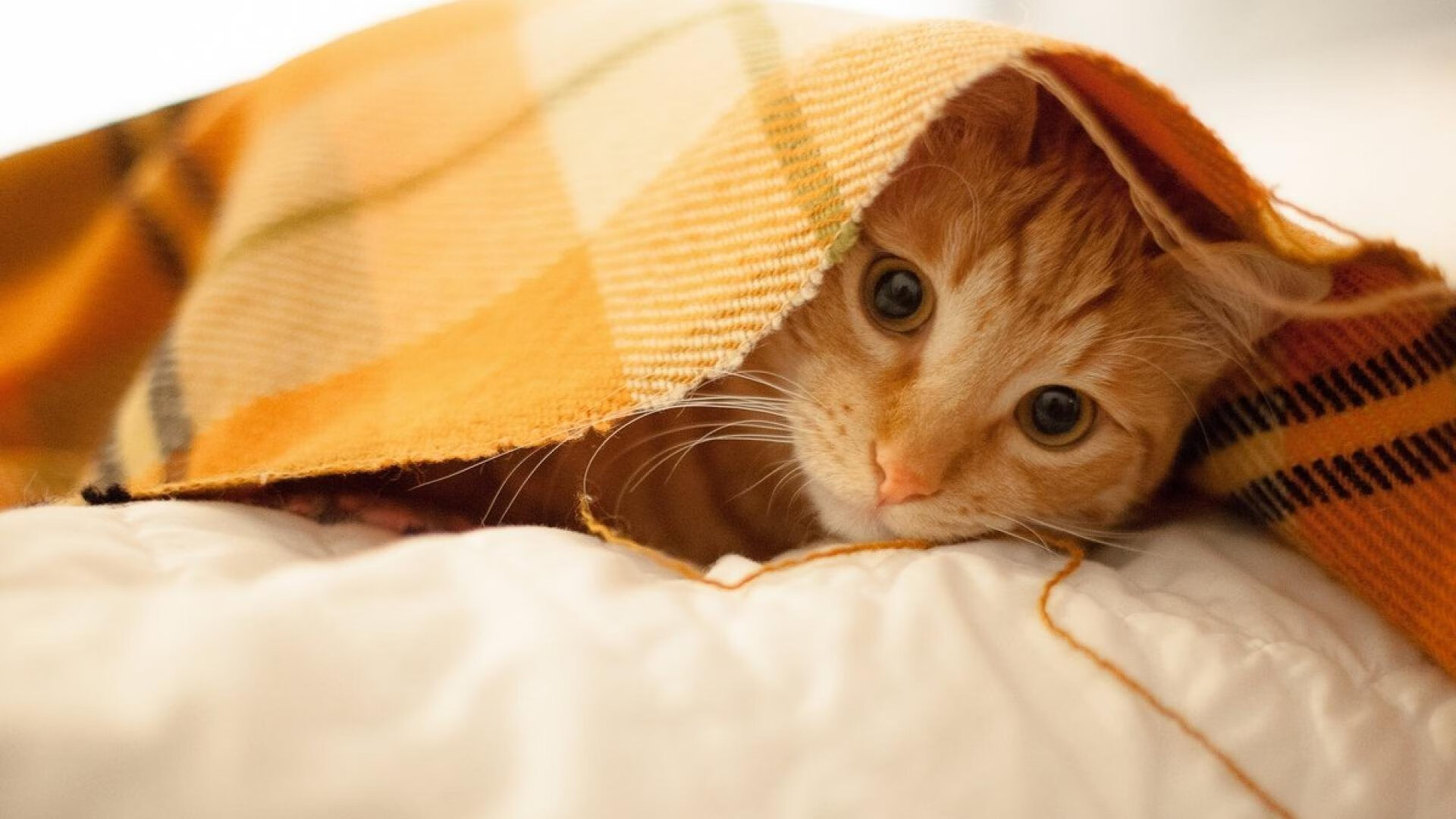 体育新闻中心推出体育数据开放共享计划，体育数据服务