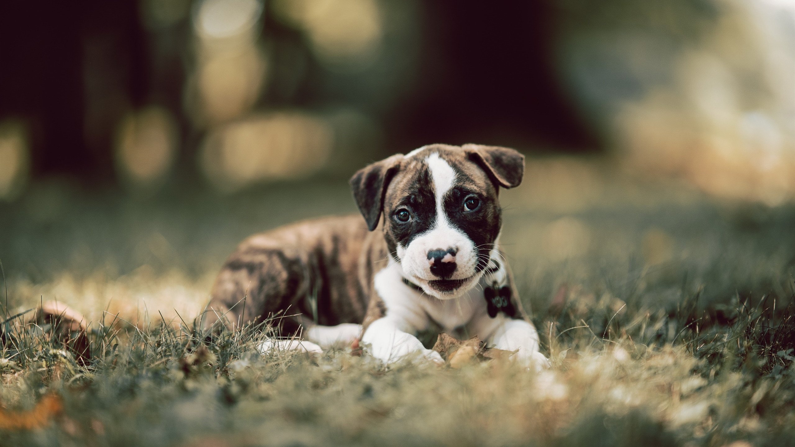 弗赖堡中后场连线构建稳定体系，弗赖堡主帅