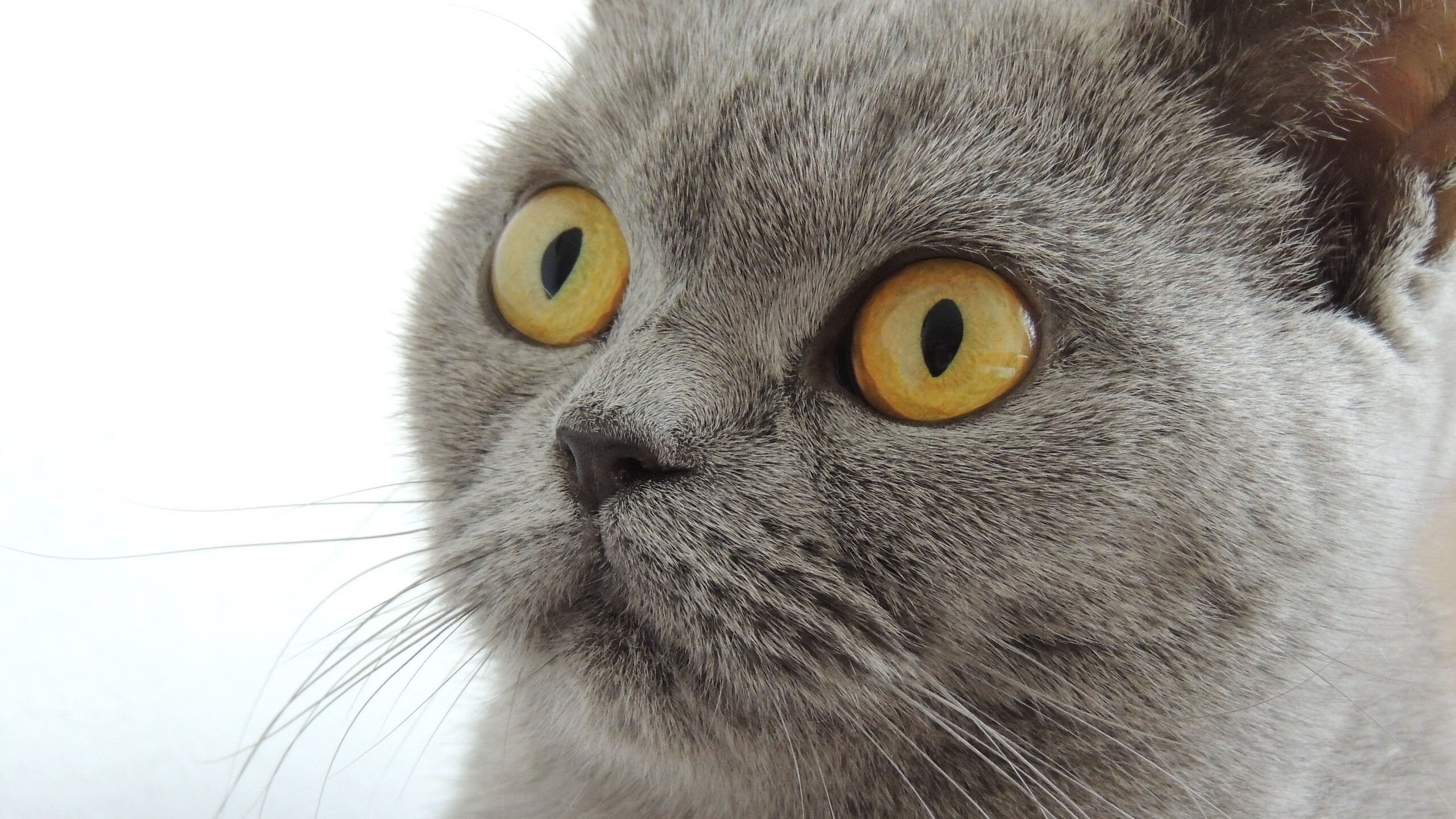 九游下载安装-拜仁战术执行精度高，博卡失误频频，拜仁球星卡