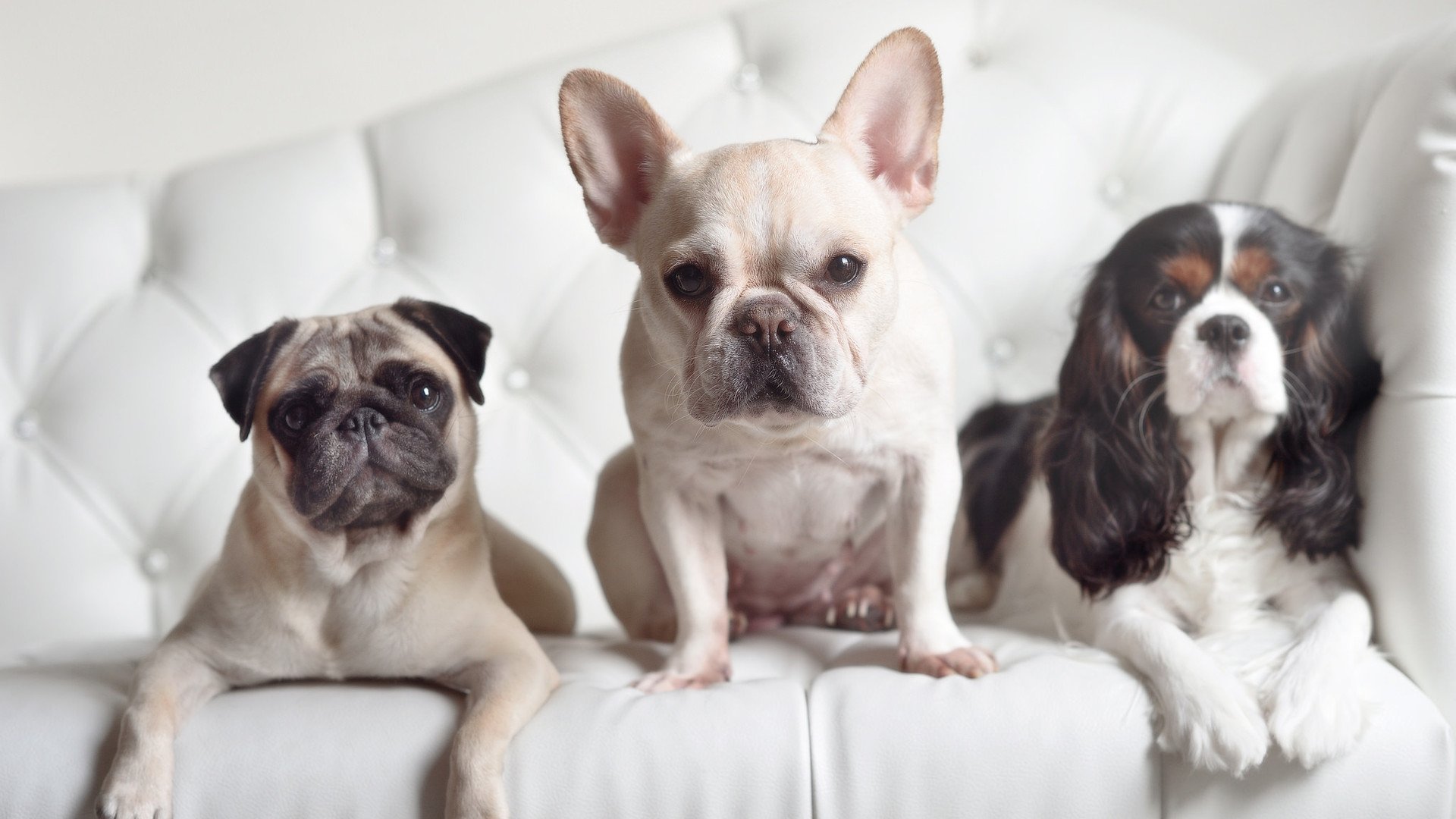 拜仁战术执行精度高，博卡失误频频，拜仁球星卡