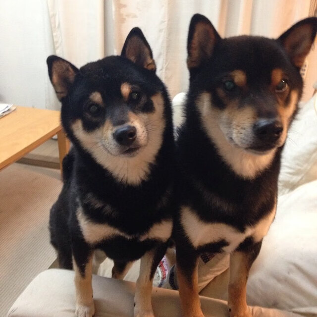 掩护球员是否应具备节奏感配合能力，篮球运动掩护配合进攻战术应注意的问题