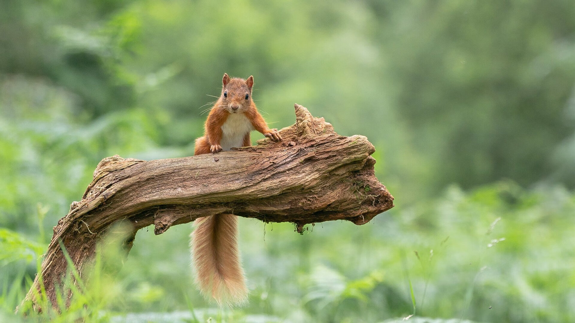 新疆男篮增加快攻次数加大对对手压力，新疆男篮的比赛