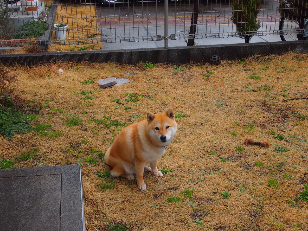 转换节奏断裂时教练应否立即调整战术模式，节奏转换的形式