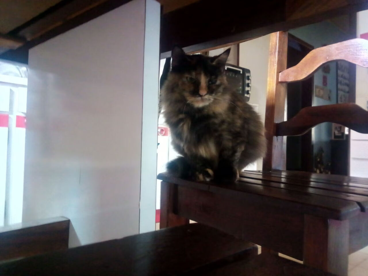 “诺克·达维德·彼得森带领南非羚羊队锁定世界冠军”