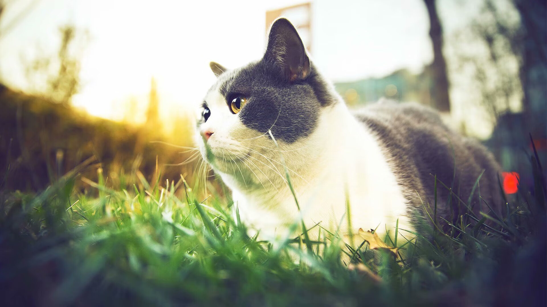 俱乐部打造球迷文化墙展示多年辉煌历史增强归属感，球迷俱乐部的英文短语