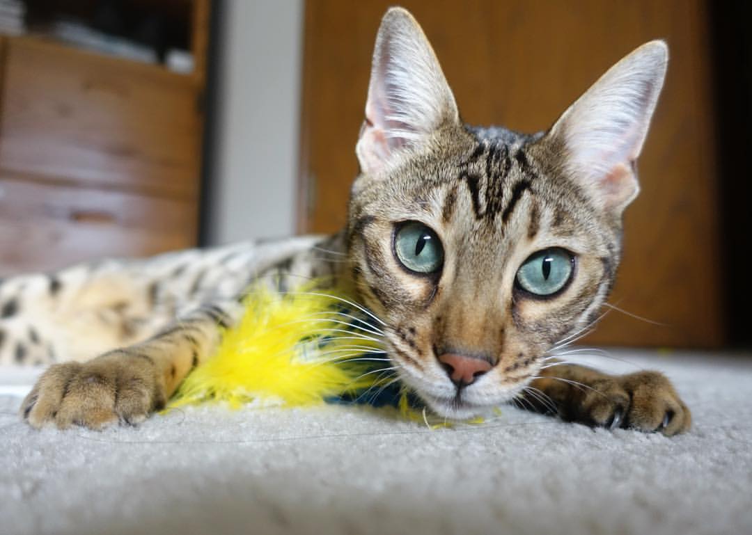 南非羚羊队:以高强度的身体对抗与进攻终结力为球队争光,南非羚羊银币