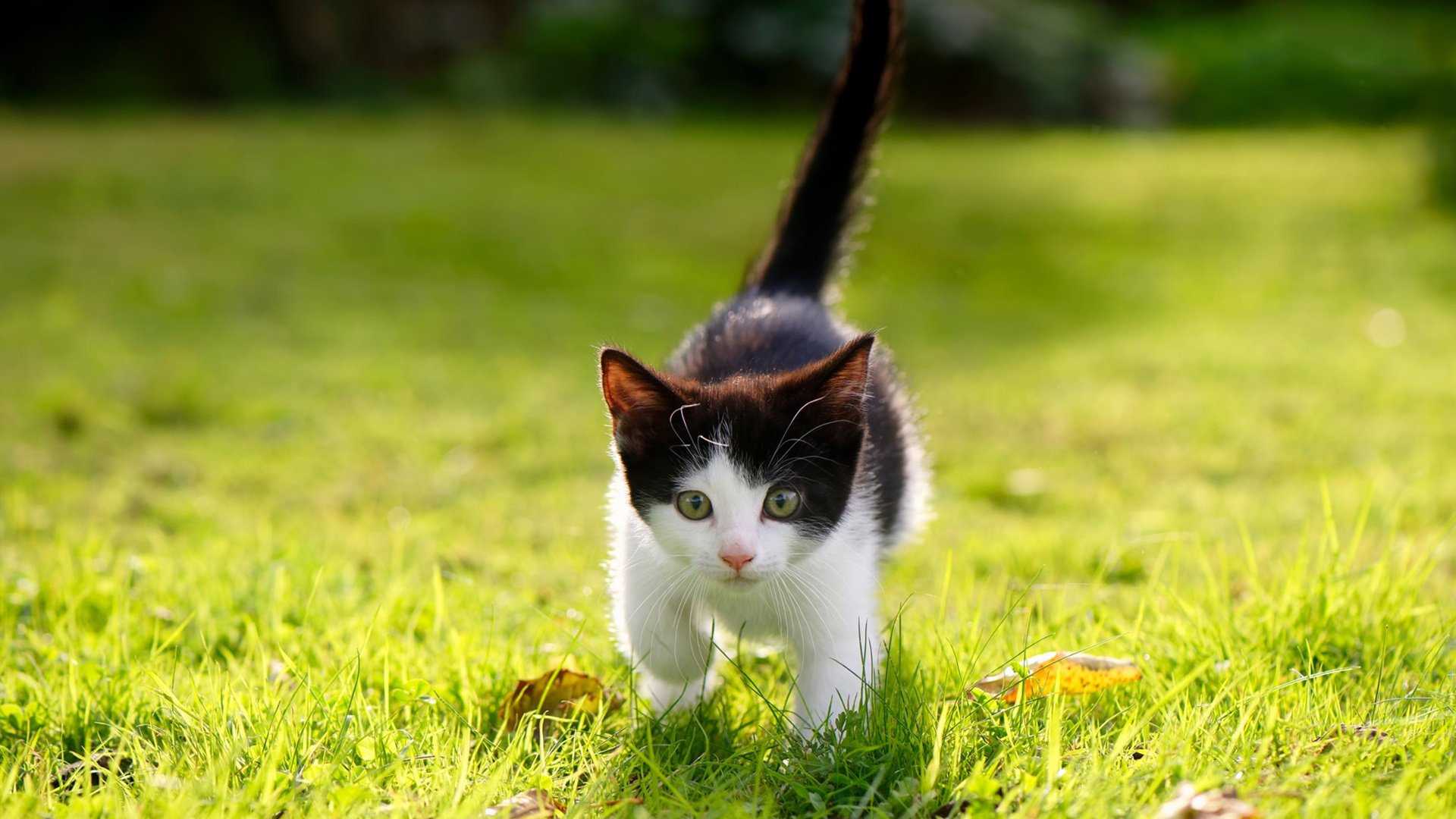 国家级足球体育产业园区加快布局，打造综合性足球产业生态圈，足球产业主要经营内容