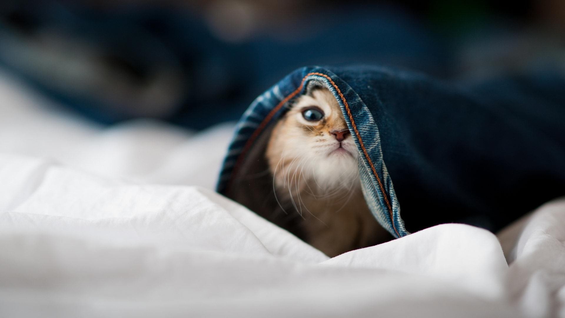 JIU YOU GAME-场地条件出现变化教练组临时调整技战术应对策略，比赛时临场教练员可对以下行为进行录像审议