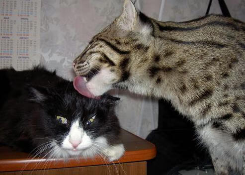 塞拉利昂男篮在国际赛场中精彩表现，体育发展步入快车道