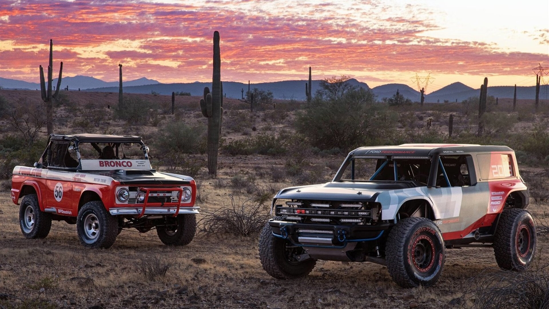 帕利斯特女子自由泳项目冉冉升起新星,帕特里斯