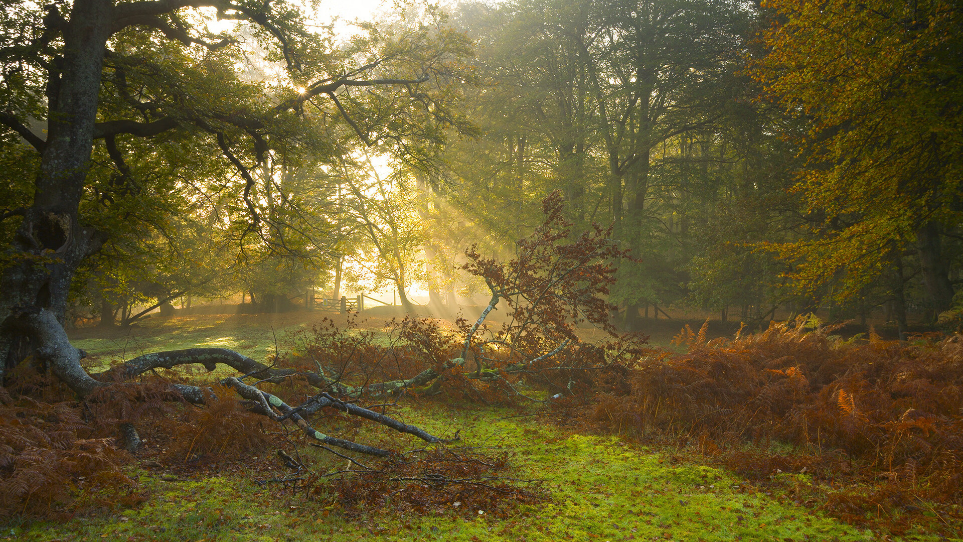 意甲速度与技术：攻防精彩纷呈！，意甲的水平