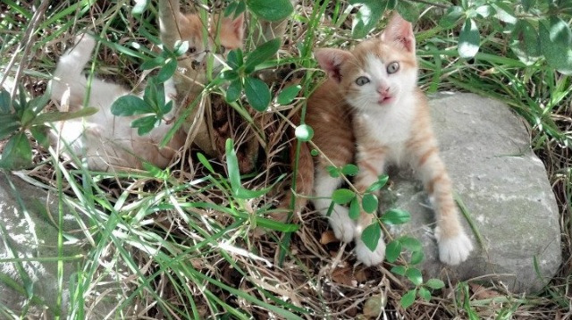 -斯洛伐克男篮在欧洲大赛中勇敢追梦，目标更高远，斯洛伐克欧洲杯球员名单