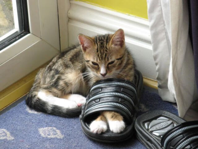 篮球特色学校建设步伐加快覆盖多个地区，全国篮球特色学校有什么好处